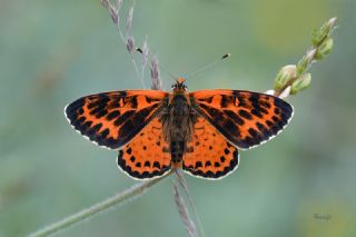 Benekli parhan (Melitaea didyma)