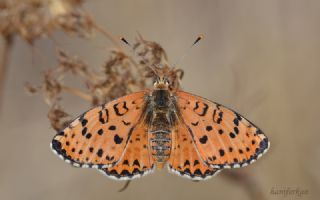 Benekli parhan (Melitaea didyma)