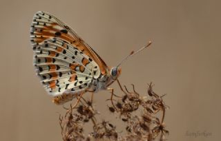 Benekli parhan (Melitaea didyma)