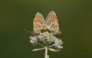 Benekli parhan (Melitaea didyma)