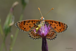 Benekli parhan (Melitaea didyma)