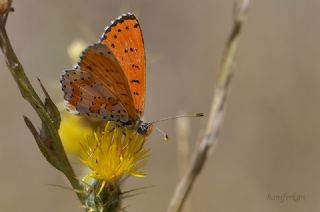Benekli parhan (Melitaea didyma)