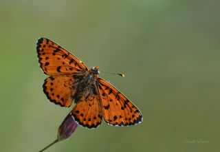 Benekli parhan (Melitaea didyma)