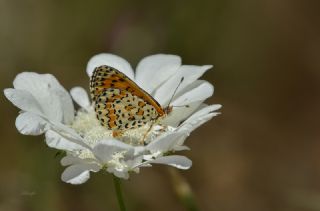 Gzel parhan (Melitaea syriaca)