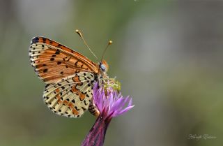 Benekli parhan (Melitaea didyma)