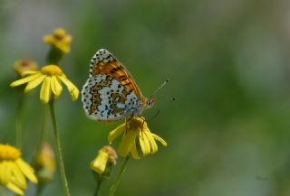 parhan (Melitaea cinxia)