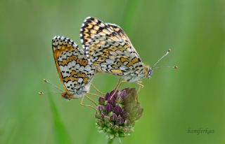 parhan (Melitaea cinxia)