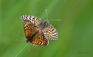 parhan (Melitaea cinxia)