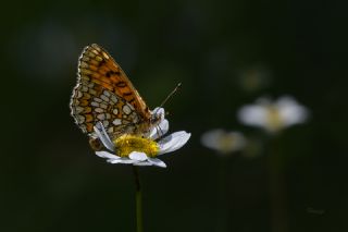 Amannisa (Melitaea athalia)