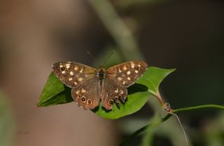 Karanl�k Orman Esmeri&nbsp;(Pararge&nbsp;aegeria)