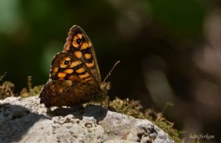 Karanlk Orman Esmeri (Pararge aegeria)