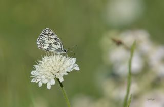 Orman Melikesi (Melanargia galathea)