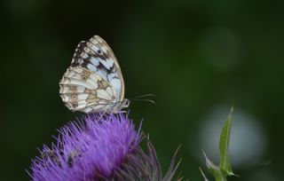 Orman Melikesi (Melanargia galathea)