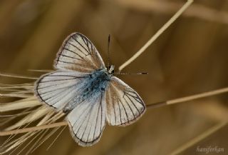 okgzl Anadolu Beyaz (Polyommatus menalcas)