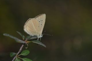 okgzl Anadolu Beyaz (Polyommatus menalcas)