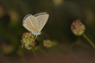 okgzl Anadolu Beyaz (Polyommatus menalcas)