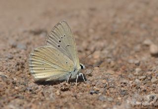 okgzl Anadolu Beyaz (Polyommatus menalcas)