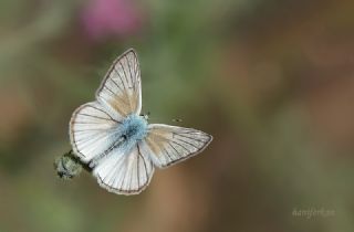 okgzl Anadolu Beyaz (Polyommatus menalcas)