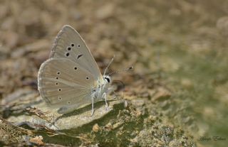 okgzl Anadolu Beyaz (Polyommatus menalcas)