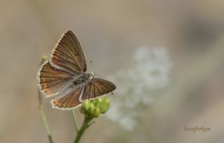 okgzl Anadolu Beyaz (Polyommatus menalcas)