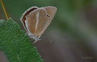 okgzl Anadolu Beyaz (Polyommatus menalcas)