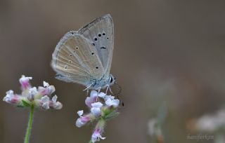 okgzl Anadolu Beyaz (Polyommatus menalcas)