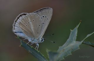 okgzl Anadolu Beyaz (Polyommatus menalcas)