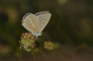 okgzl Anadolu Beyaz (Polyommatus menalcas)
