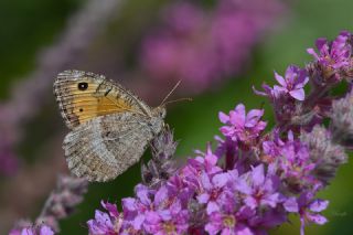 Seyit (Arethusana arethusa)