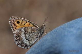 Seyit (Arethusana arethusa)