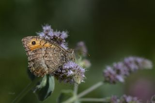 Seyit (Arethusana arethusa)