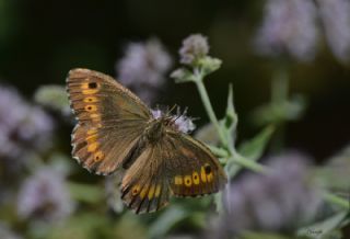 Seyit (Arethusana arethusa)