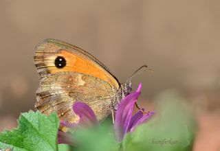 Pironiya (Pyronia tithonus)
