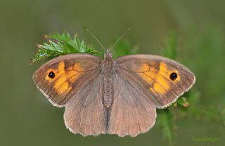 ayr Esmeri (Maniola jurtina)