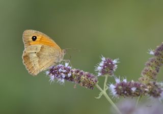 ayr Esmeri (Maniola jurtina)