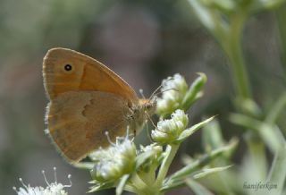 Kk Zpzp Perisi (Coenonympha pamphilus)