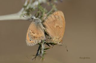 Kk Zpzp Perisi (Coenonympha pamphilus)