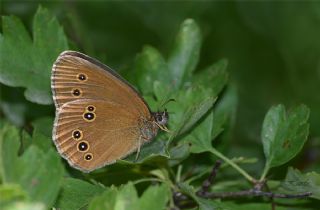 Halkack (Aphantopus hyperantus)