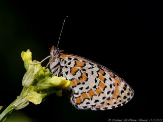Gzel parhan (Melitaea trivia)