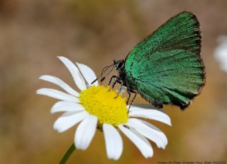 Zmrt (Callophrys rubi)