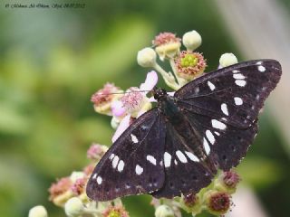 Akdeniz Hanmeli Kelebei (Limenitis reducta)