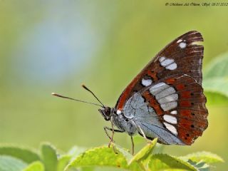 Akdeniz Hanmeli Kelebei (Limenitis reducta)