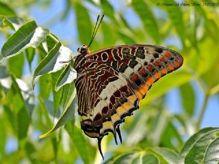 ift Kuyruklu Paa (Charaxes jasius )