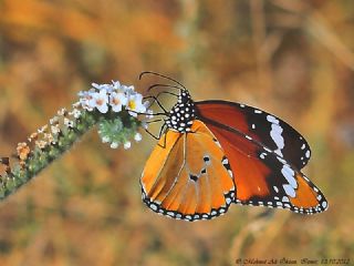 Sultan (Danaus chrysippus)