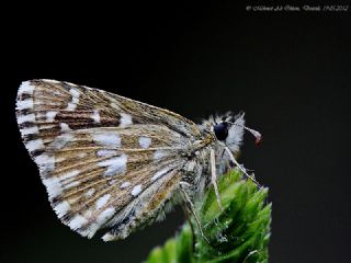 Ege Zpzp (Pyrgus melotis)