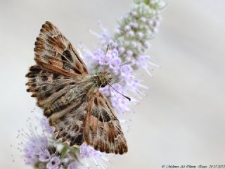 Hatmi Zpzp (Carcharodus alceae)