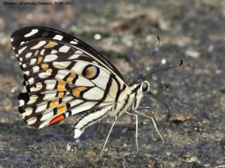 Nusaybin Gzeli (Papilio demoleus)