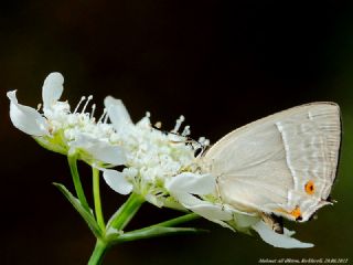 Mormee (Favonius quercus)