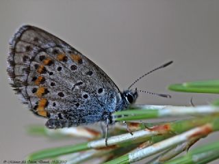 Bavius Mavisi (Pseudophilotes bavius)