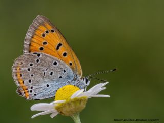 Byk Bakr Gzeli (Lycaena dispar)